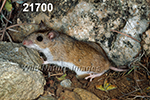 Peromyscus-leucopus tornillo